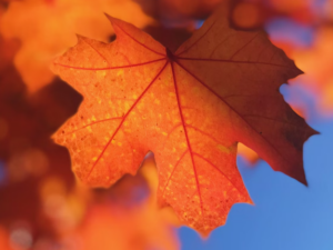 image: melissa askew