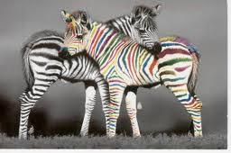 zebra colored