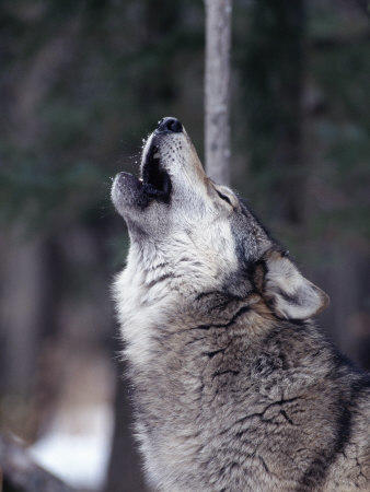 YELP FOR WOLF HOWLING