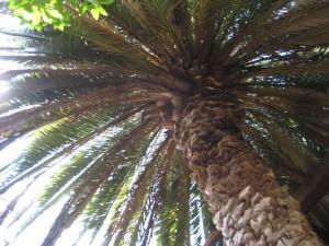 palm tree upview 