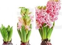 hyacinth plant stages of growth