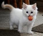 cat carries ball thumbnail