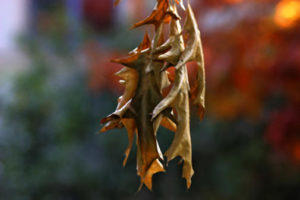 leaf in Fall 5